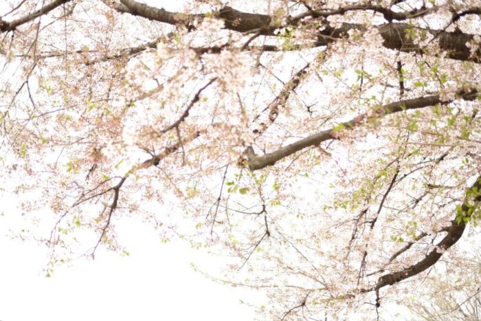 肝を養う季節、春の象徴であるピンク色の桜