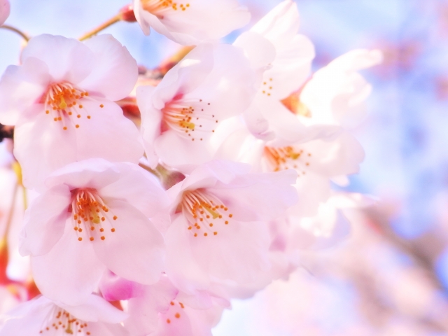 春は肝の季節。春の象徴である桜の花。