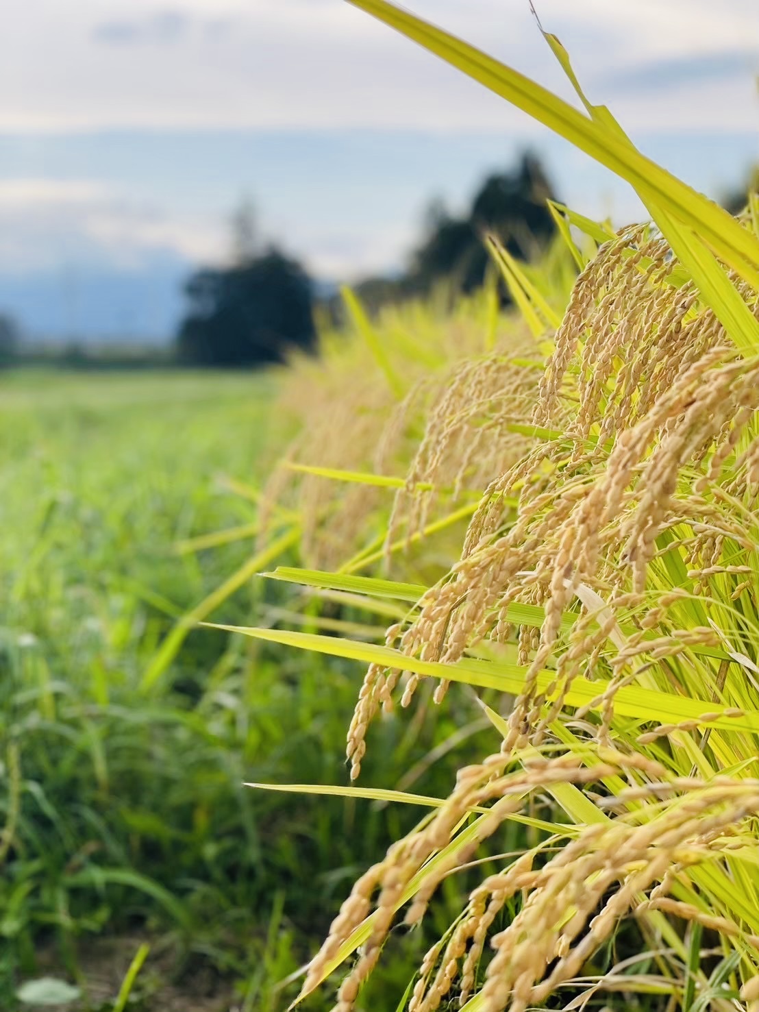 食べ物から頂くのは栄養素だけじゃない！？