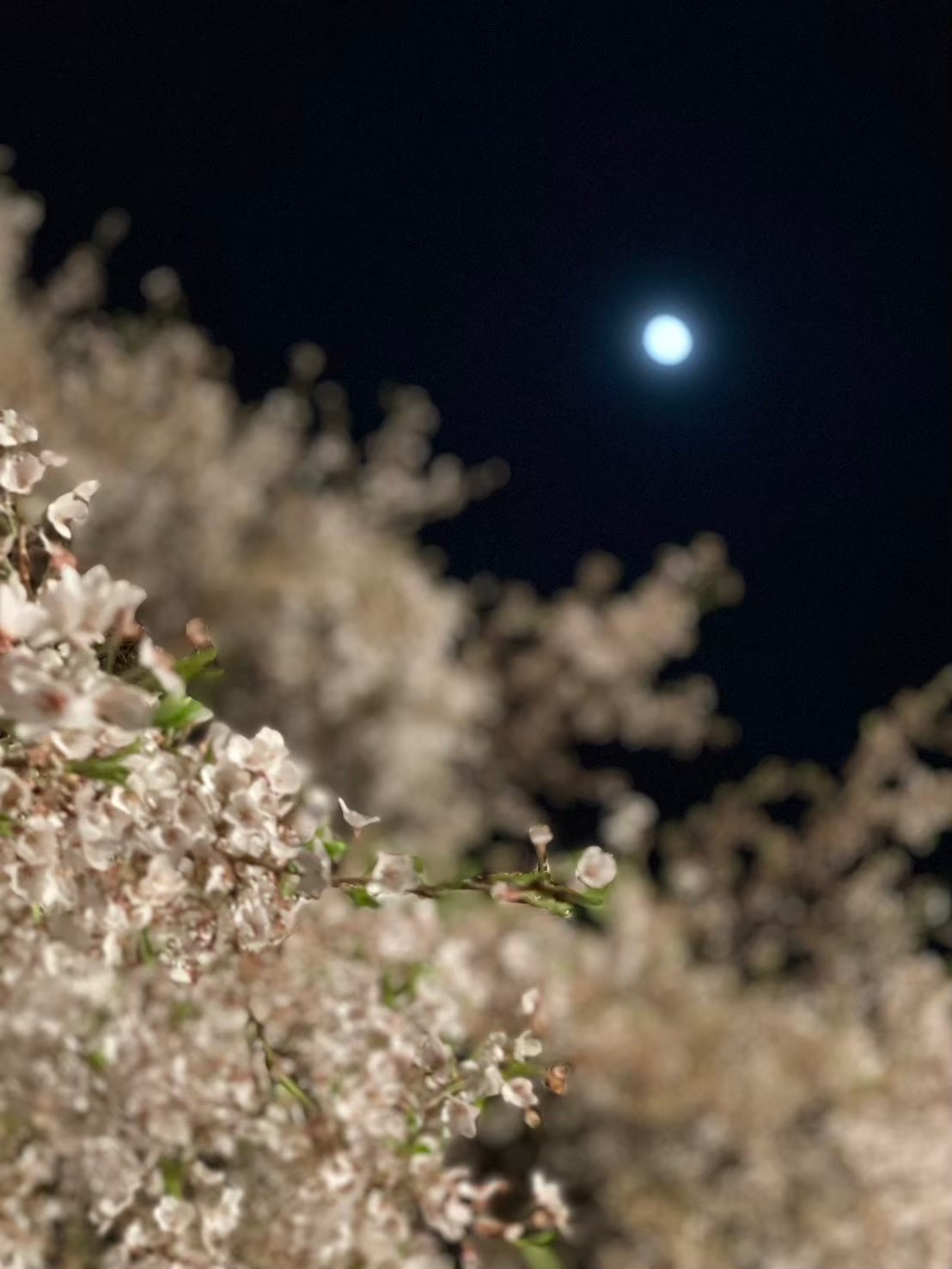 私たち、宇宙の一員だもの