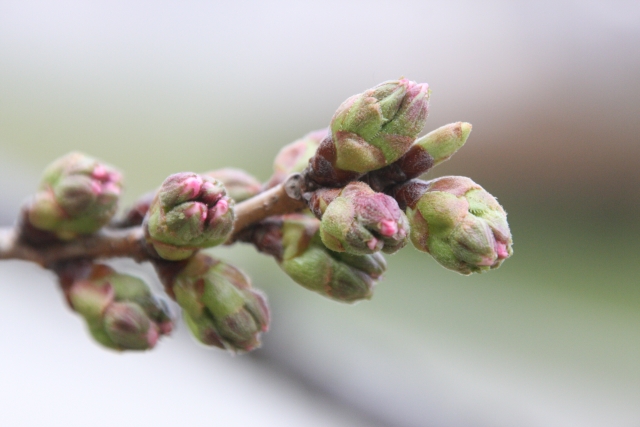 青森からお届け、新しい生活のスタート