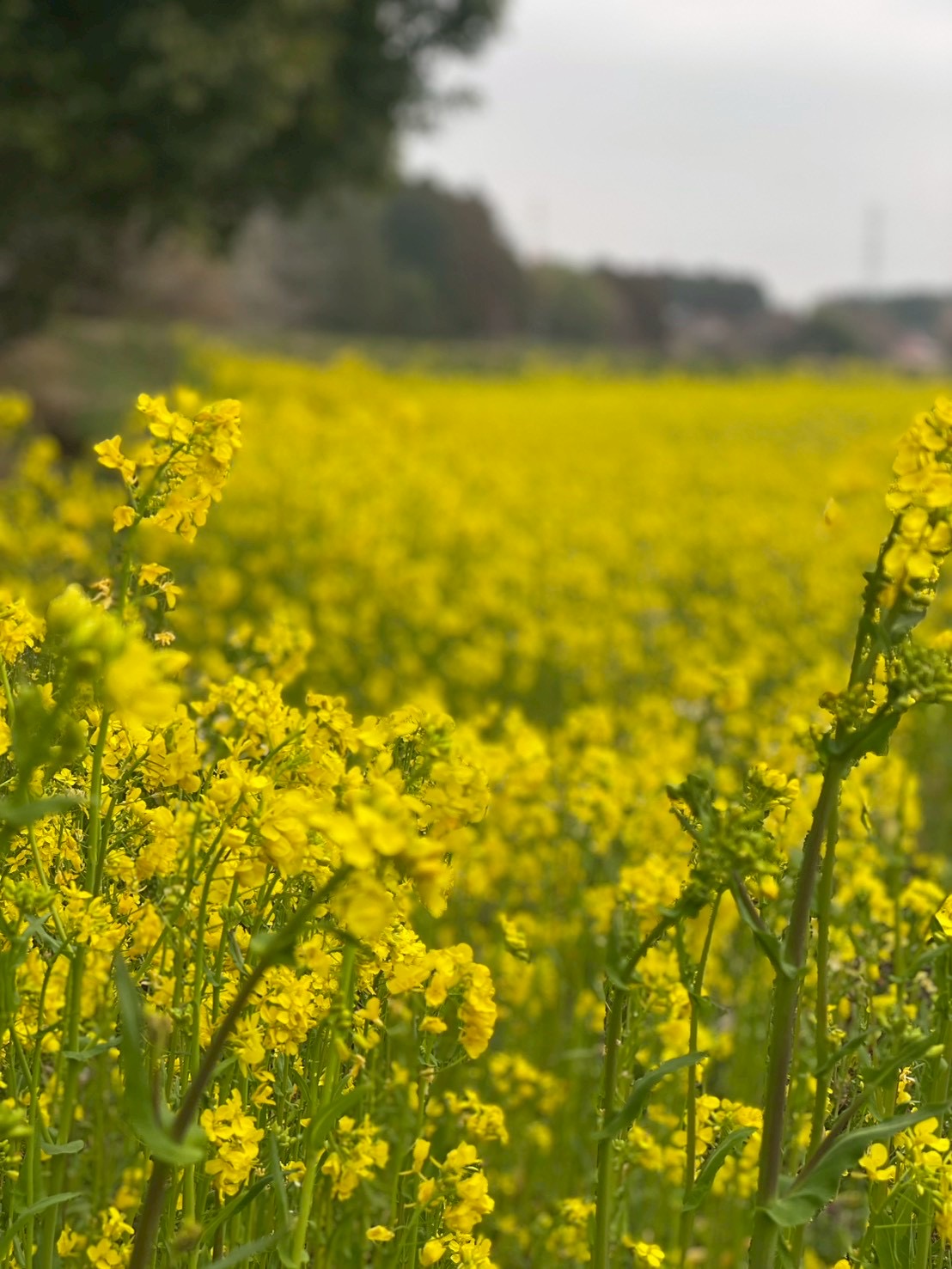 ここは行動の惑星（ほし）だよ
