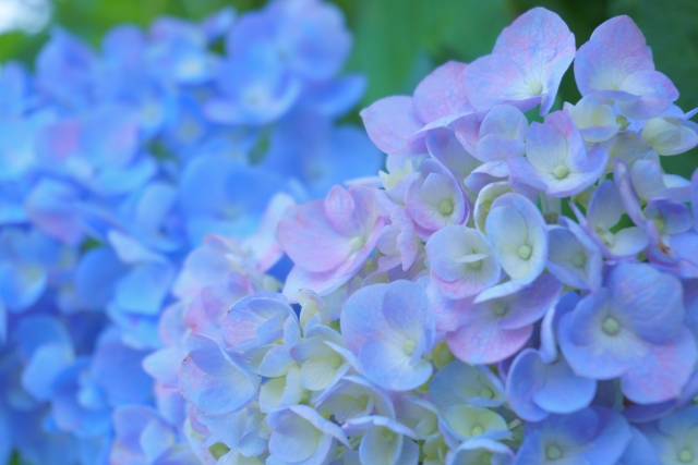 6月は胃腸の養生の月